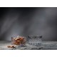 Стъклена купа за ядки, 225мл, ф9см, h 5,5см, TIMELESS - Pasabahce